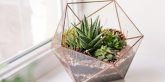 mini succulent garden in glass terrarium