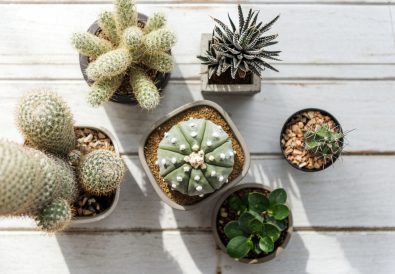Various small Cacti