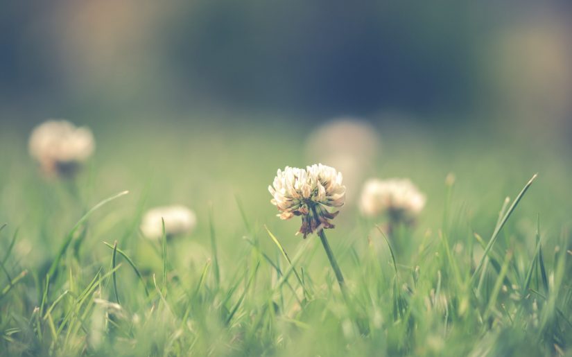 pexels-ylanite-koppens-2360539