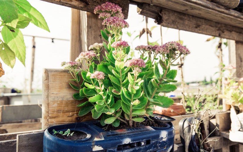 urban-gardening-1679950_1920