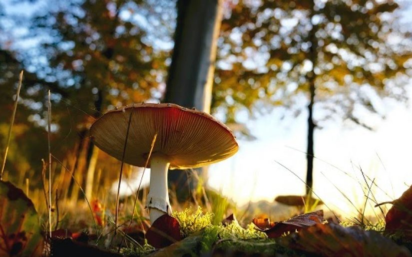 small quantities of these Teelixir Superfood Mushrooms