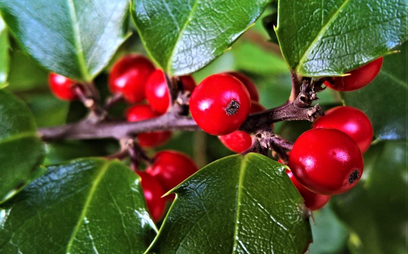 holly-4522943_1920