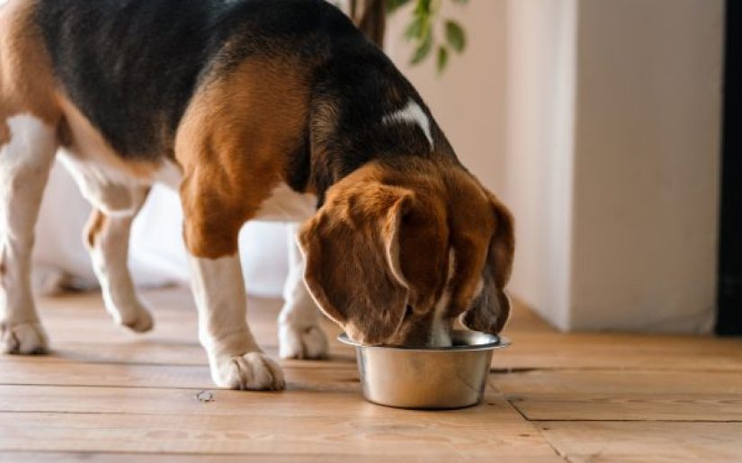 Monitoring your dog’s weight is an important aspect of taking care of them. Maintain your furry friend’s well-being with our helpful advice.