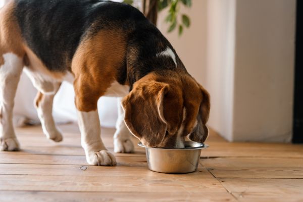 Monitoring your dog’s weight is an important aspect of taking care of them. Maintain your furry friend’s well-being with our helpful advice.